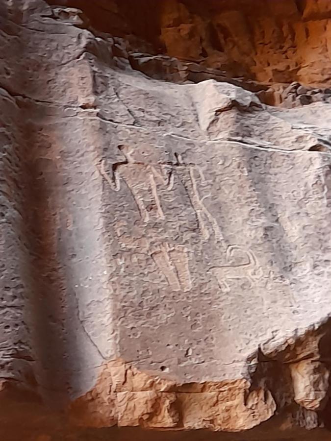 Wadi Rum Camels Camp Ngoại thất bức ảnh