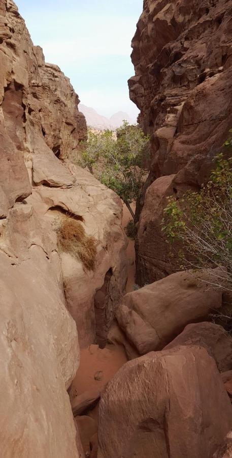 Wadi Rum Camels Camp Ngoại thất bức ảnh